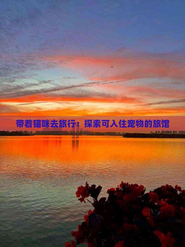 带着猫咪去旅行：探索可入住宠物的旅馆