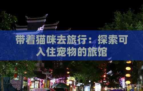 带着猫咪去旅行：探索可入住宠物的旅馆