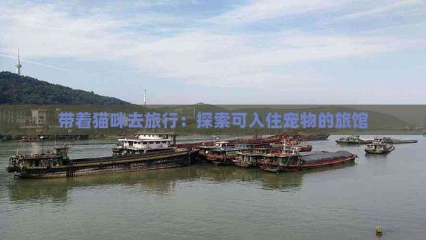 带着猫咪去旅行：探索可入住宠物的旅馆
