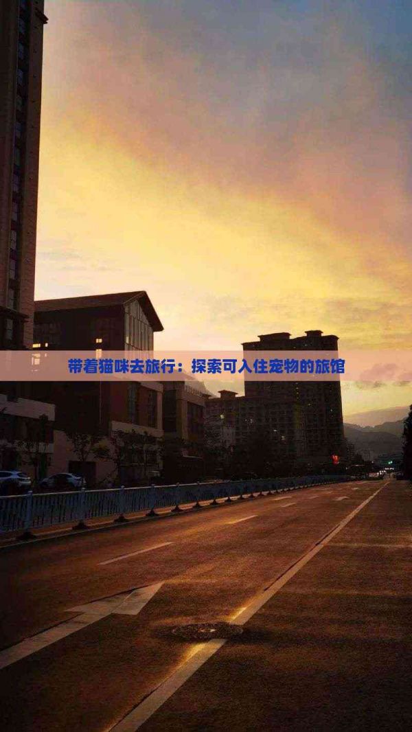 带着猫咪去旅行：探索可入住宠物的旅馆