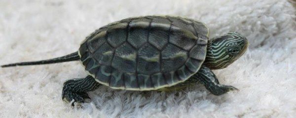 珍珠乌龟适合吃什么，更偏爱动物性饲料