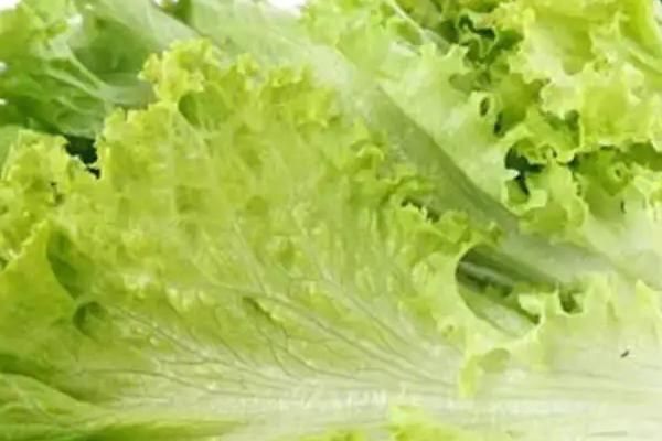 珍珠乌龟适合吃什么，更偏爱动物性饲料