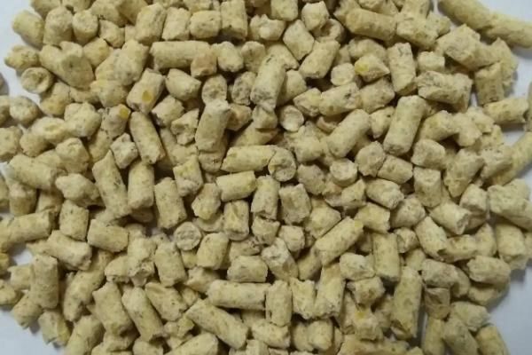 珍珠乌龟适合吃什么，更偏爱动物性饲料