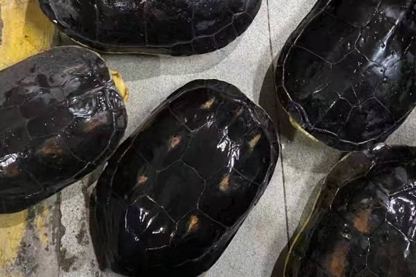 珍珠乌龟适合吃什么，更偏爱动物性饲料
