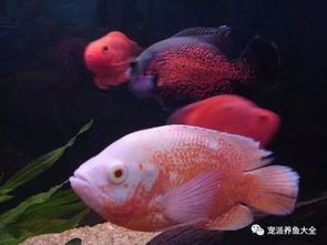 新手养鱼必看！养水技巧大揭秘！