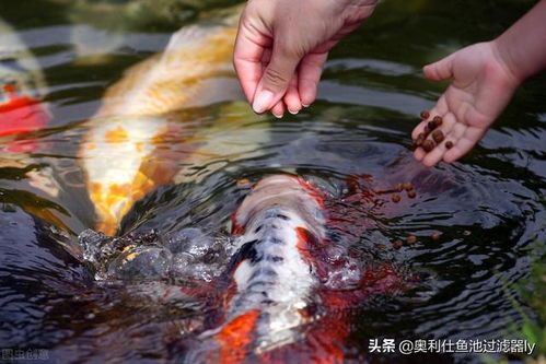 新手养鱼必看！养水技巧大揭秘！