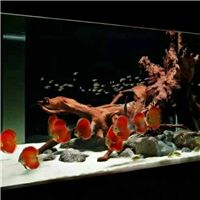 网友昵称：长春水族批发市场