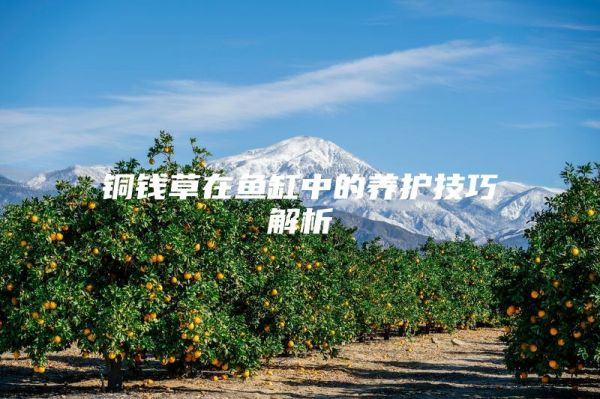 铜钱草在鱼缸中的养护技巧解析