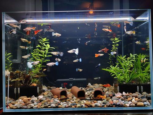 “宠物鱼缸侧过滤系统解,打造清新水族空间!”
