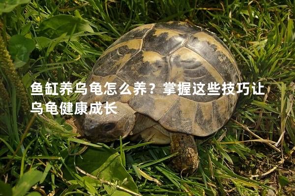 鱼缸养乌龟怎么养？掌握这些技巧让乌龟健康成长