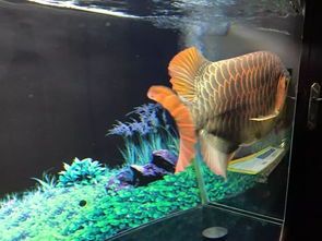 新手必看！如何轻松养护鱼缸中的海草？