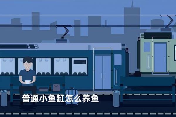 普通小鱼缸怎么养鱼