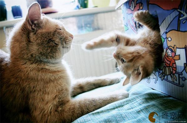 猫咪喜欢吃什么食物除了猫粮 哪种营养价值高
