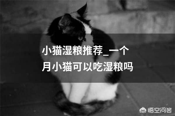 小猫湿粮推荐_一个月小猫可以吃湿粮吗