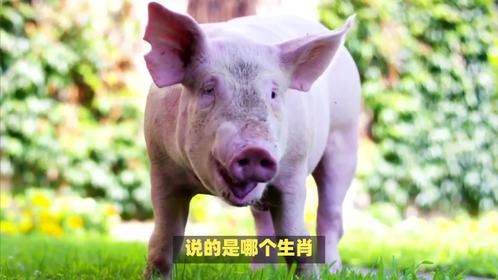 事少身闲体健康，专从吃睡做文章，说的是哪个生肖？