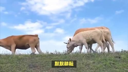 “一个七字抬在肩”是什么生肖，这谜面里藏着啥生肖玄机呢？