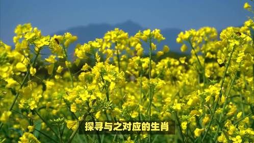 “油菜花代表什么生肖，你知道其中奥秘吗？”