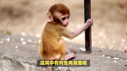 猴子扛大梁是什么生肖，这其中有何生肖寓意呢？