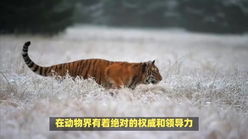 “振臂一呼是什么生肖，其中藏着啥生肖秘密呢？”