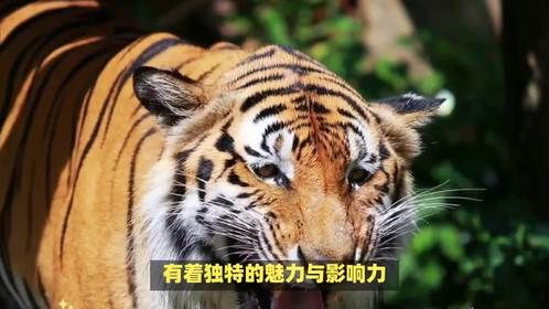 东方明珠猜什么生肖，这和生肖有啥关联呢？