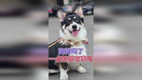狗狗喝了一点奶茶有事吗