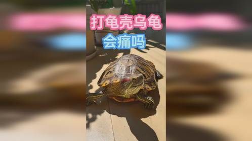 打龟壳乌龟会痛吗