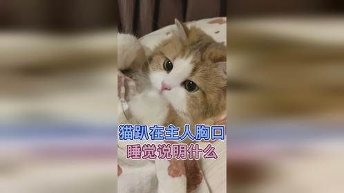 猫趴在主人胸口睡觉说明什么
