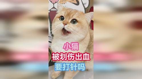 小猫被划伤出血要打针吗