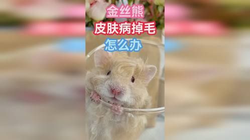 金丝熊皮肤病掉毛怎么办