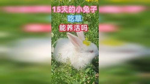 15天的小兔子吃草能养活吗