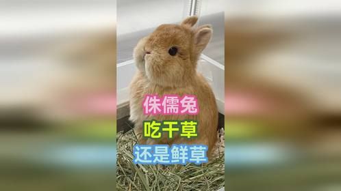 侏儒兔吃干草还是鲜草