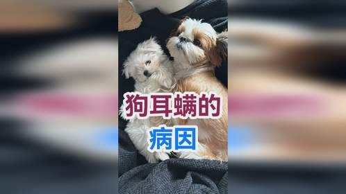 狗耳螨的病因