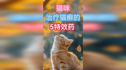 猫咪治疗猫癣的5特效药