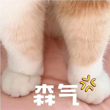 一组萌萌的猫咪表情包，一起吸猫