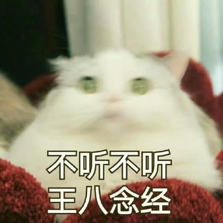 一组萌萌的猫咪表情包，一起吸猫