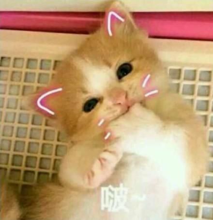 一组萌萌的猫咪表情包，一起吸猫
