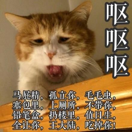 一组萌萌的猫咪表情包，一起吸猫