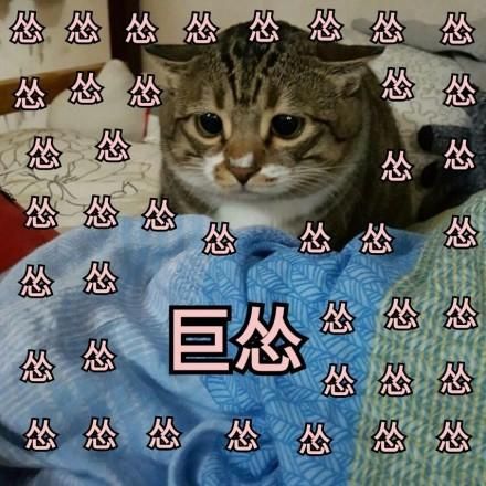 一组萌萌的猫咪表情包，一起吸猫