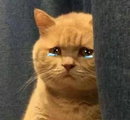一组萌萌的猫咪表情包，一起吸猫