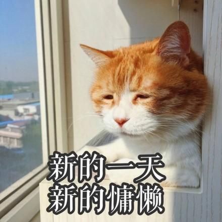 一组萌萌的猫咪表情包，一起吸猫