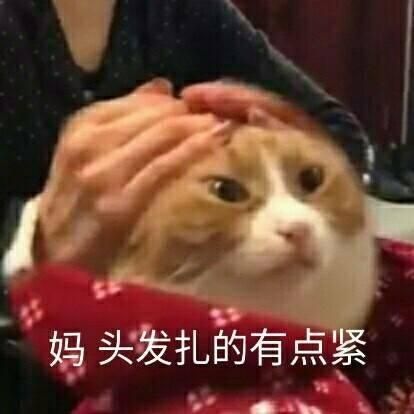 一组萌萌的猫咪表情包，一起吸猫