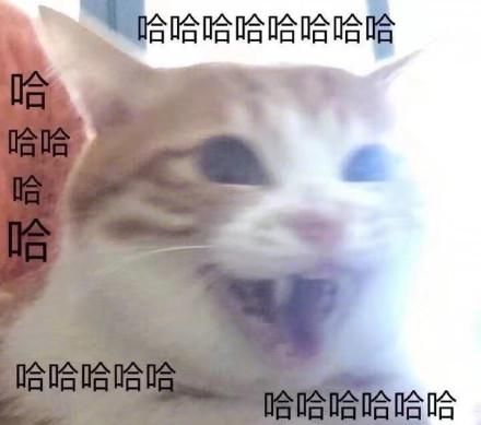一组萌萌的猫咪表情包，一起吸猫