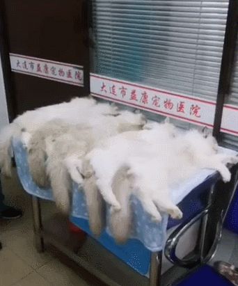们集体来宠物医院绝育了,齐刷刷的躺了一桌子,全是一副生无可恋的表情