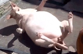 买猫,劝你不要买这几种猫,否则哭的就是你!