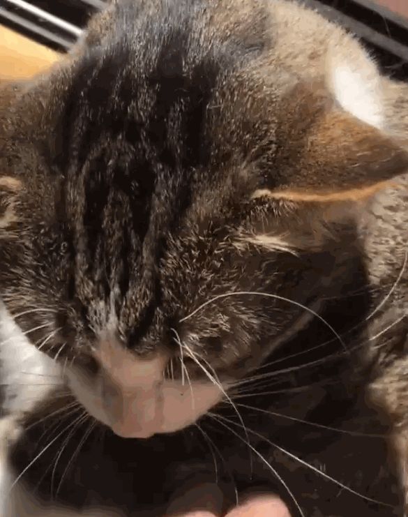 猫被绝育之后整天就这个表情被铲屎官一招解决