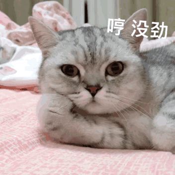 猫猫动图表情