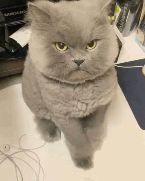 "|宠物|母猫|小动物|绝育_网易订阅