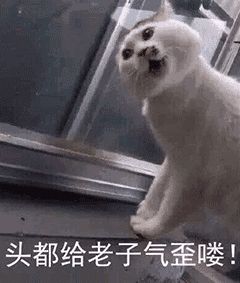 表情| 一些猫咪表情包