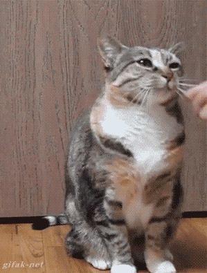 猫咪动态表情包大全 可爱的猫咪表情包动图