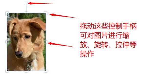 宠物表情包制作示例图-4